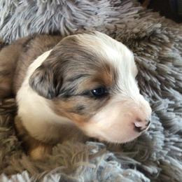 Girl 3 - Blue merle female Australian Shepherd puppy in Drumore, Pennsylvania from Susquehannock Aussies