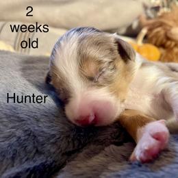 Hunter - Red merle male Miniature Australian Shepherd puppy in Kentucky from Natural Life Ranch