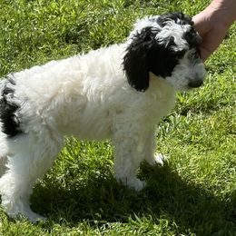 Girl 5 - Black and white Sheepadoodle puppy in Franklin, Texas from Cross Doodles