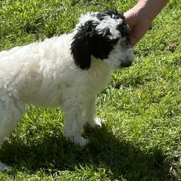 Girl 5 - Black and white Sheepadoodle puppy in Franklin, Texas from Cross Doodles