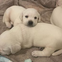 Boy 5 - male Labrador Retriever puppy in Hutto, Texas from Texas Bluebonnet Labs
