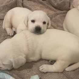Boy 5 - male Labrador Retriever puppy in Hutto, Texas from Texas Bluebonnet Labs