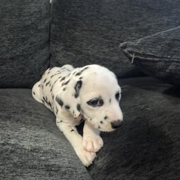 Red - White and black female Dalmatian puppy in Scarsdale, New York from Jewels and Spots Dalmatians
