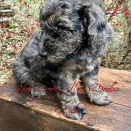 Goldendoodle Puppies from Ohio Down Home Doodles
