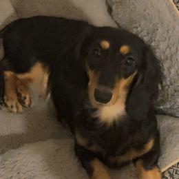 SALEM - Dachshund