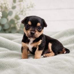 Chihuahua Puppies from Music City Chi’s
