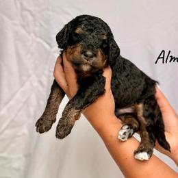 Almond - Phantom male Bernedoodle puppy in Pennsylvania from Bells Bernedoodles