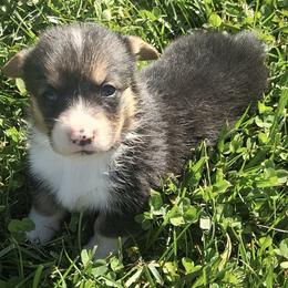 Pattie - Black and tan female Pembroke Welsh Corgi puppy in Hillsville, Virginia from Bonderosa Kennels