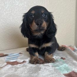 Bear - Black and tan male Dachshund puppy in Menifee, California from TeenieWeenieDoxies