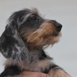 Dapple boy - Dapple male Dachshund puppy in Lancaster, California from Avignon