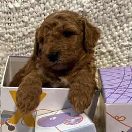 Bernedoodles, Cavapoos, Goldendoodles, Poodles, and Sheepadoodles from Sunflower Doodles