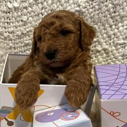 Bernedoodles, Cavapoos, Goldendoodles, Poodles, and Sheepadoodles from Sunflower Doodles