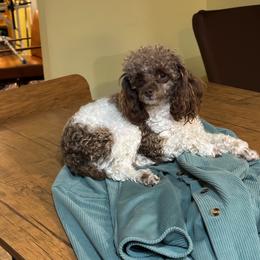Jasmine - Poodle