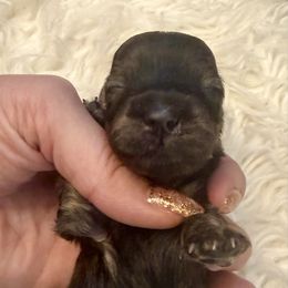 Boy 1 ONLY FILL OUT AN APPLICATION IF SERIOUS - Brindle male Dachshund puppy in Wisconsin from Sabe and Shabe’s Doxies