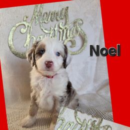 Noel, red male - Red merle male Aussiedoodle puppy in Lexington, Oklahoma from Long Doggy Acres Miniature Dachshunds
