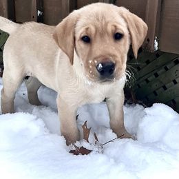 Labrador Retriever Puppies from Sycamore Kennels