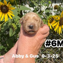 Number 6 Abby and Gus male - Golden male Golden Retriever puppy in Piedmont, Oklahoma from Sabrina's Golden Retrievers