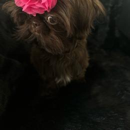 Latte - Shih Tzu