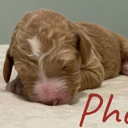 Girl 2 - Goldendoodle puppy in Georgia from Four Gables Doodles