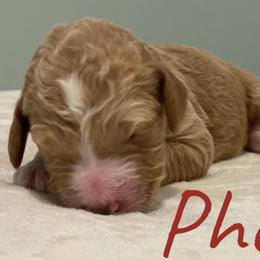 Girl 2 - Goldendoodle puppy in Georgia from Four Gables Doodles