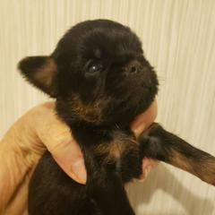 Sting - Black and tan male Brussels Griffon puppy in Nc, Florida from Brusseluv2