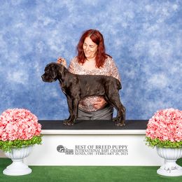 Cane Corso Puppies from Dracone's Kennels