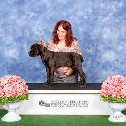 Cane Corso Puppies from Dracone's Kennels