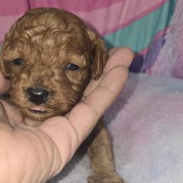 Poodles from Moving and Grooving Pups