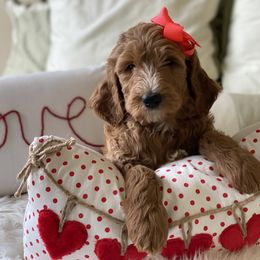 Bernedoodle and Goldendoodle Puppies from Heartfelt GoldenDoodles