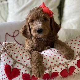 Bernedoodle and Goldendoodle Puppies from Heartfelt GoldenDoodles