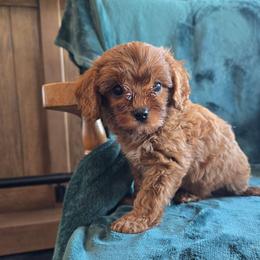 Boy 1 - Red male Cavapoo puppy in Knoxville, Tennessee from Shannan's Cavapoos