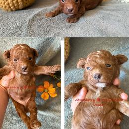 Asher - Red  male Poodle puppy in Boyes, Montana from Strawberry Poodle Patch