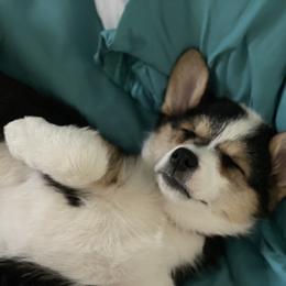 Pembroke Welsh Corgi Puppies from C & C Colorado Corgis