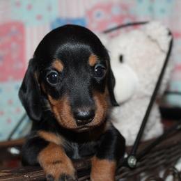 Girl 1 - Black and tan female Dachshund puppy in Craig, Colorado from Rocky Mountain Shih Tzus and Dry Creek Miniature Dachshunds