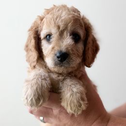 Fiyero - Apricot male Cavapoo puppy in Greenville, South Carolina from Reedy River Doodles