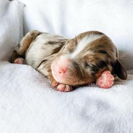 Java - Chocolate merle male Bernedoodle puppy in Hudson, Indiana from TurkeyCreek-K9