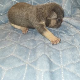 French Bulldog Puppies from Lake Martin Fancy Frenchies