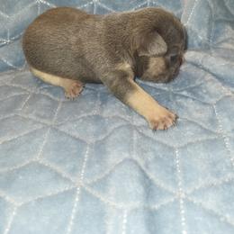 French Bulldog Puppies from Lake Martin Fancy Frenchies