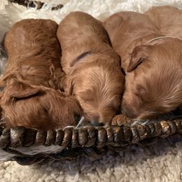 Bernedoodle and Goldendoodle Puppies from Doodles of the Desert