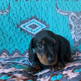 Shorty - Black and tan male Dachshund puppy in Delta, Colorado from Weinderful Dachshunds