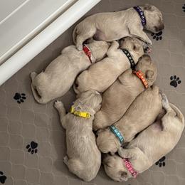 Goldendoodle puppies from The Puppy Chateau