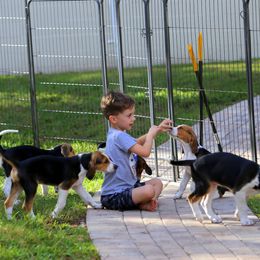 American Foxhound and American Staffordshire Terrier Puppies from Whitlow Kennel