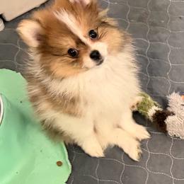 Girl 1 - Tri-colored female Pomeranian puppy in Decatur, Iowa from Lisa Greenhalgh