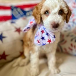 Tansy - Red phantom female Aussiedoodle puppy in St George, Utah from Peachydoodlepups