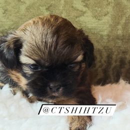 Prince A - Red male Shih Tzu puppy in Xenia, Ohio from Crown & Tress Shih Tzu