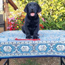 Black Male - Black male Labrador Retriever puppy in Yelm, Washington from Prince Labradors