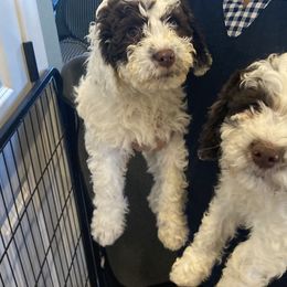 Boy 2 - Lagotto Romagnolo puppy in Lynden, Washington from Northwest Lagotto