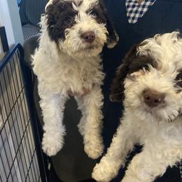 Boy 2 - Lagotto Romagnolo puppy in Lynden, Washington from Northwest Lagotto