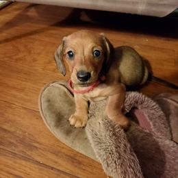 Dachshund Puppies from J-Lyn