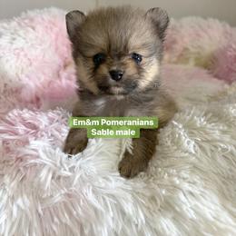 Sable boy - Orange sable male Pomeranian puppy in Kentucky from Em&M Pomeranians